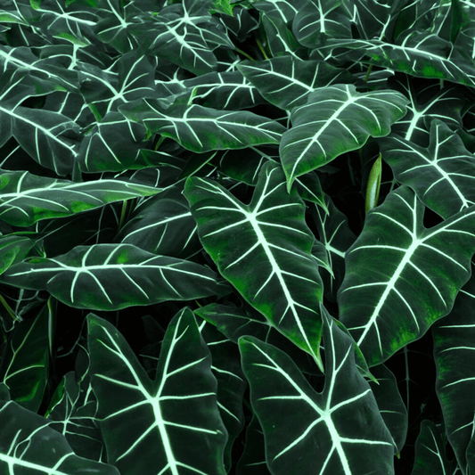 Alocasia Frydrek