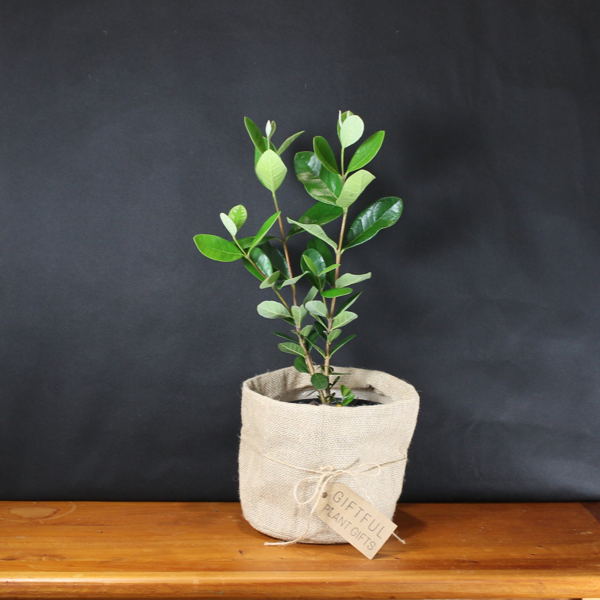 Feijoa Plant Gift