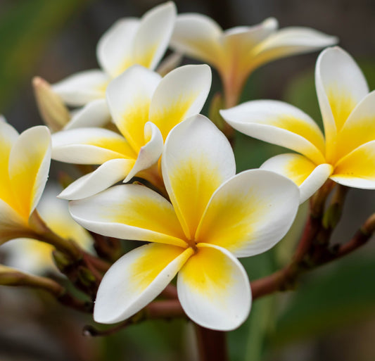 Frangipani (Plumeria)