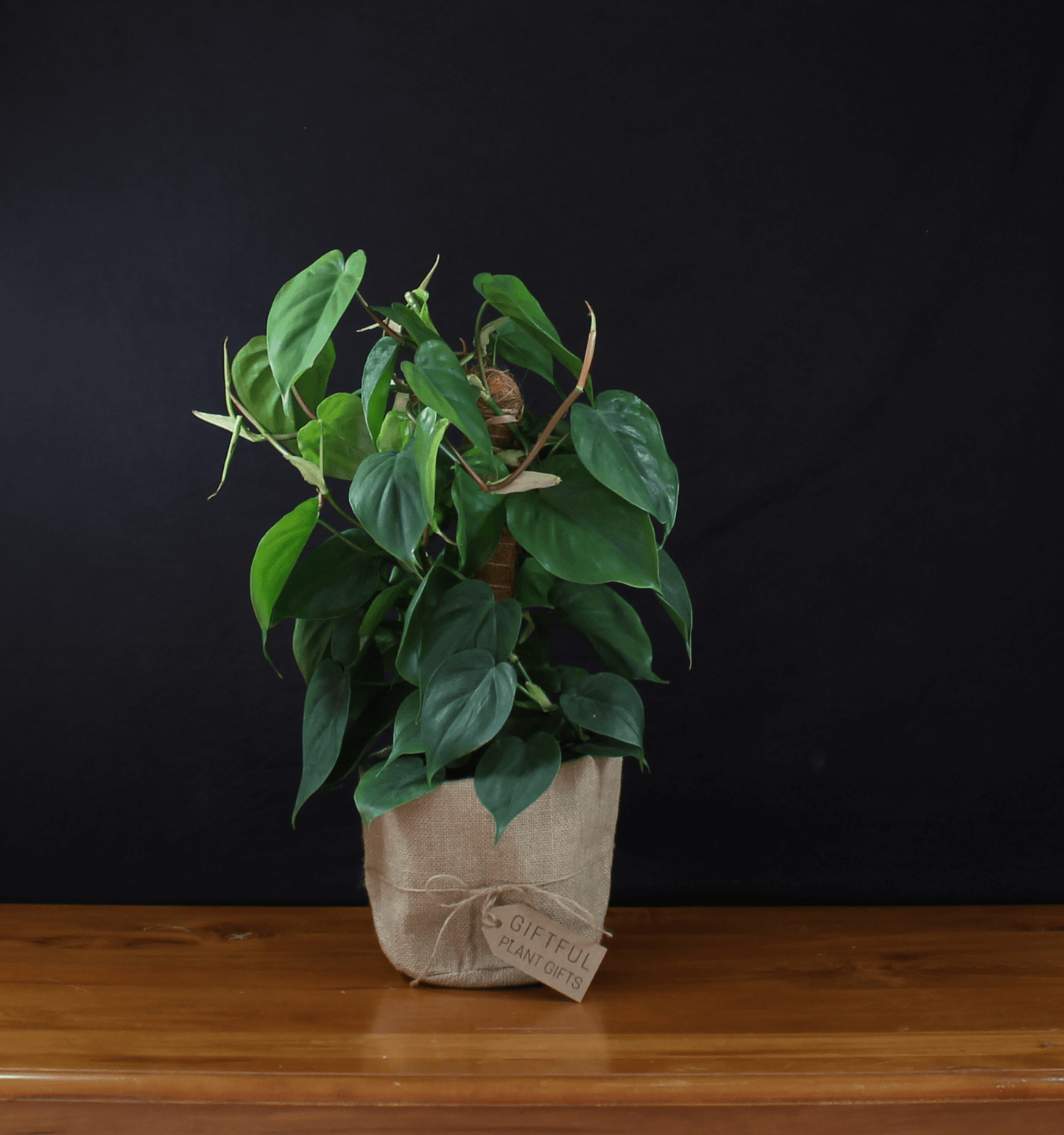 Plant Gift